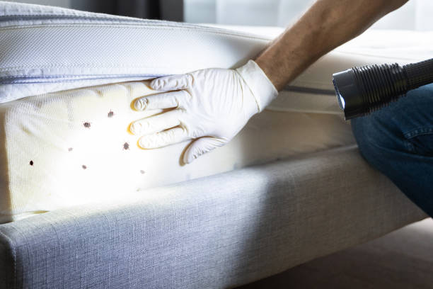 Best Affordable Pest Control Services  in Lindale, GA