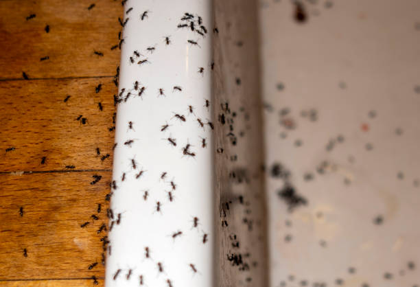 Best Insect Control  in Lindale, GA