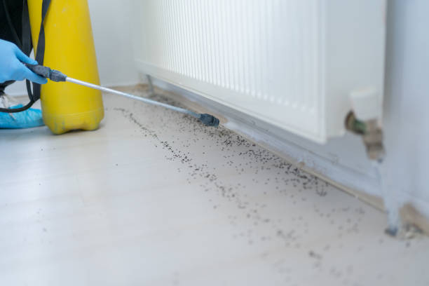 Best Wasp Removal Services  in Lindale, GA