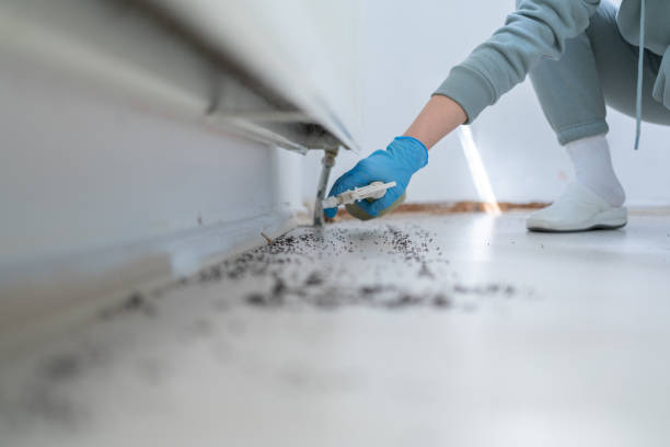 Trusted Lindale, GA Pest Control Experts